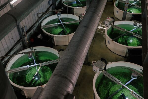 Salmon Farms on Land Take Aim at a $19 Billion Industry