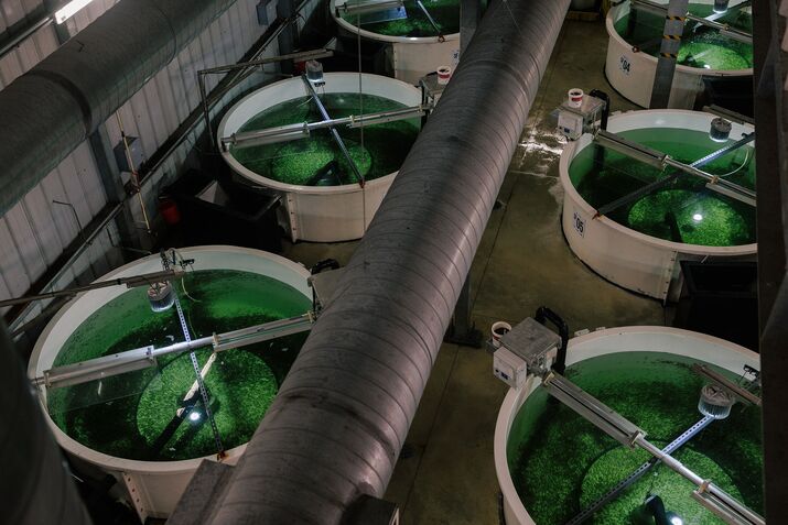 Salmon Farms on Land Take Aim at a $19 Billion Industry