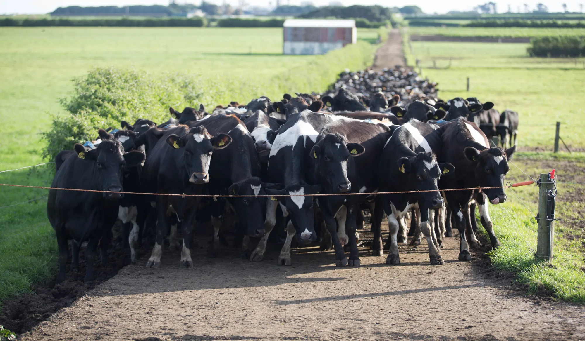 Cows in New Zealand