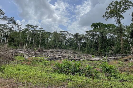 Palm Oil Giant’s Industry-Beating ESG Score Hides Razed Forests
