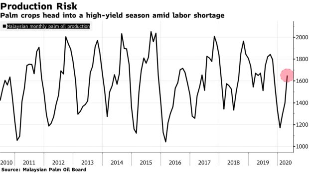 Palm crops head into a high-yield season amid labor shortage