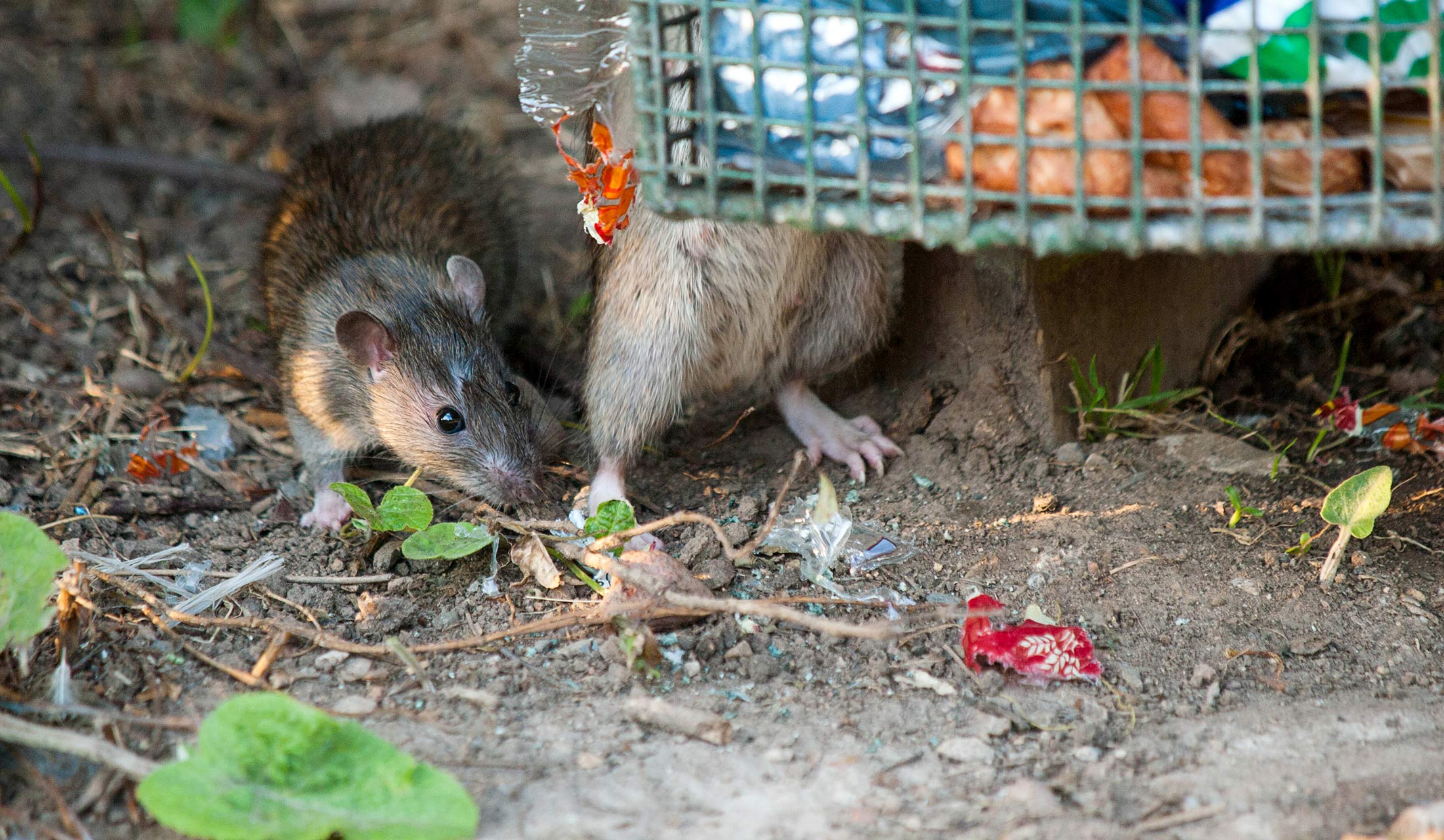 Mayor Offers $32 Million Plan to Ice Some Rats. Hopefully. - The New York  Times