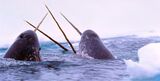 Rather than unicorns, Propeller is pursuing “narwhals” — companies developing game-changing ocean technology.