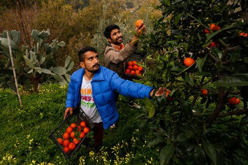 Ijaz Ahmed and Adnan Sajjad pick oranges on a small holding