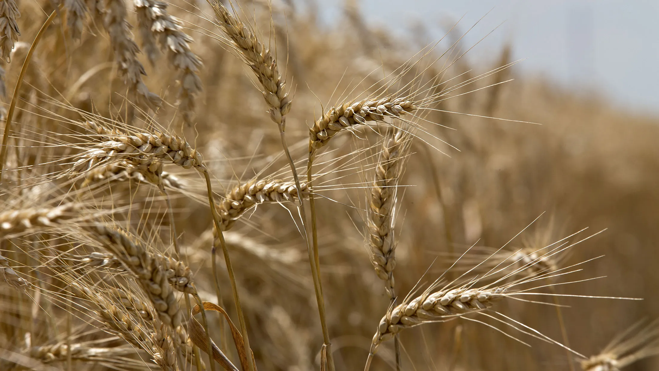 Wheat stands in a field in Kirkland, Illinois, U.S., on Monday, July 11, 2016. The U.S. Department of Agriculture (USDA) is scheduled to release farm prices data on July 29.
