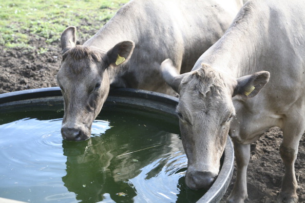 Cows Suck Up More of California's Water Than Almonds - Bloomberg