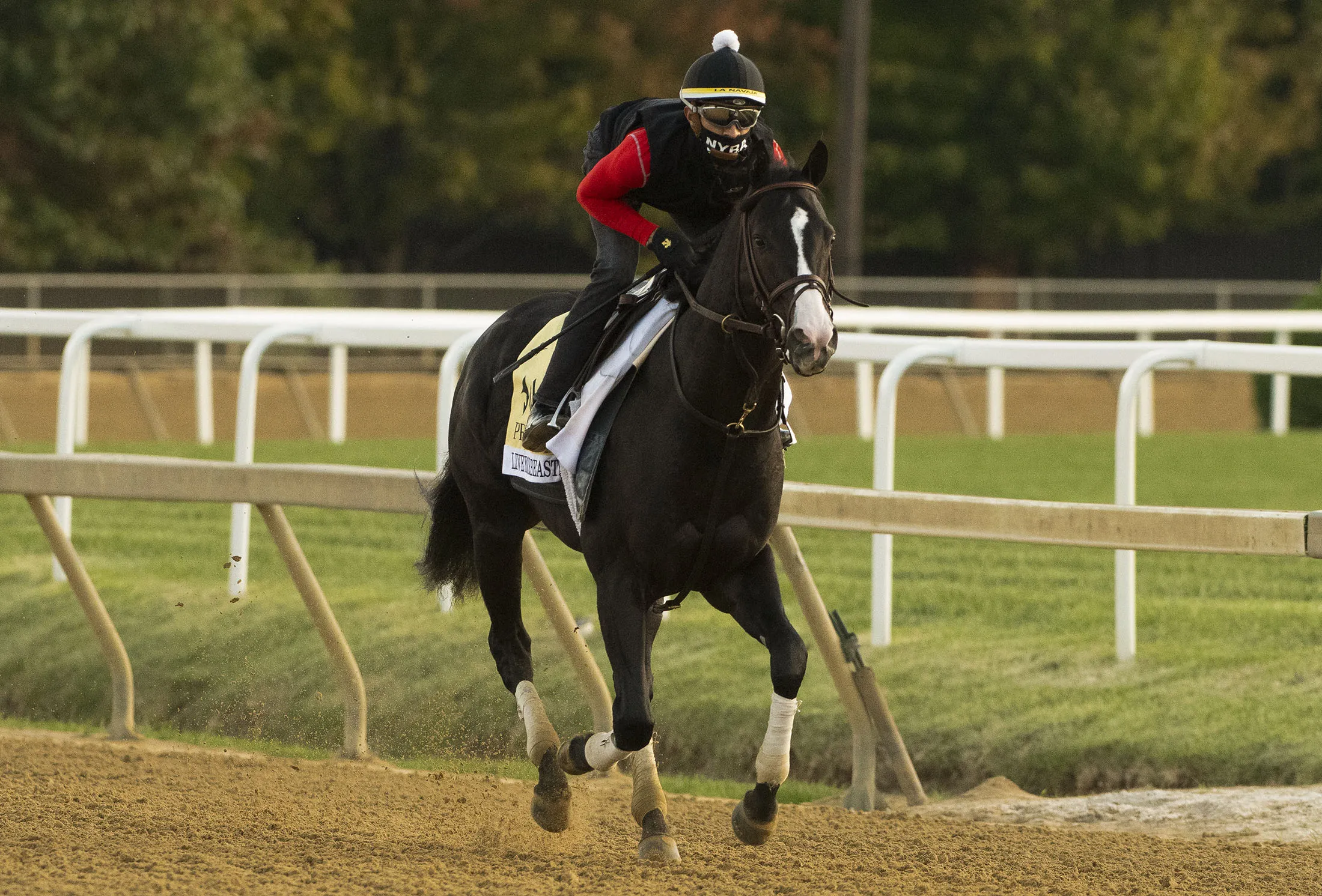 Liveyourbeastlife gallops at Pimlico Race Course.