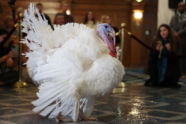National Thanksgiving Turkeys Make Their Debut Ahead Of Presidential Pardon