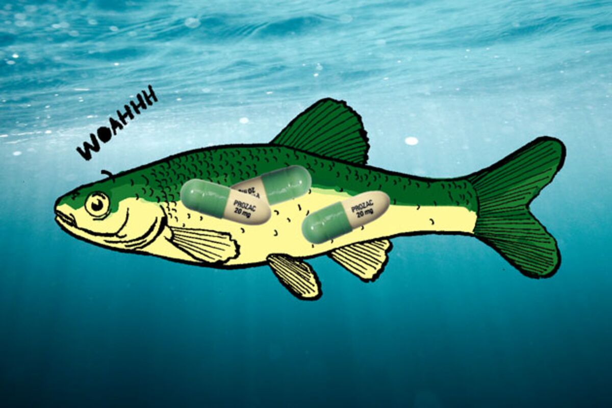 This Is a Fish on (Prescription) Drugs Bloomberg