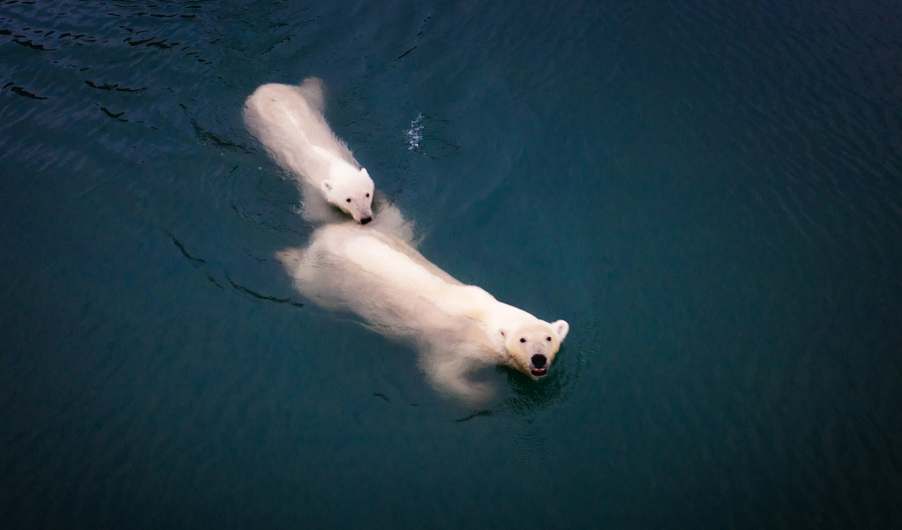 RF Polar bear
