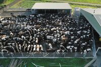 China stopped beef imports from four Australian meat-processing plants in May, a move seen as retaliatory.