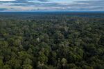 Aerial view of Amazon rainforest&nbsp;