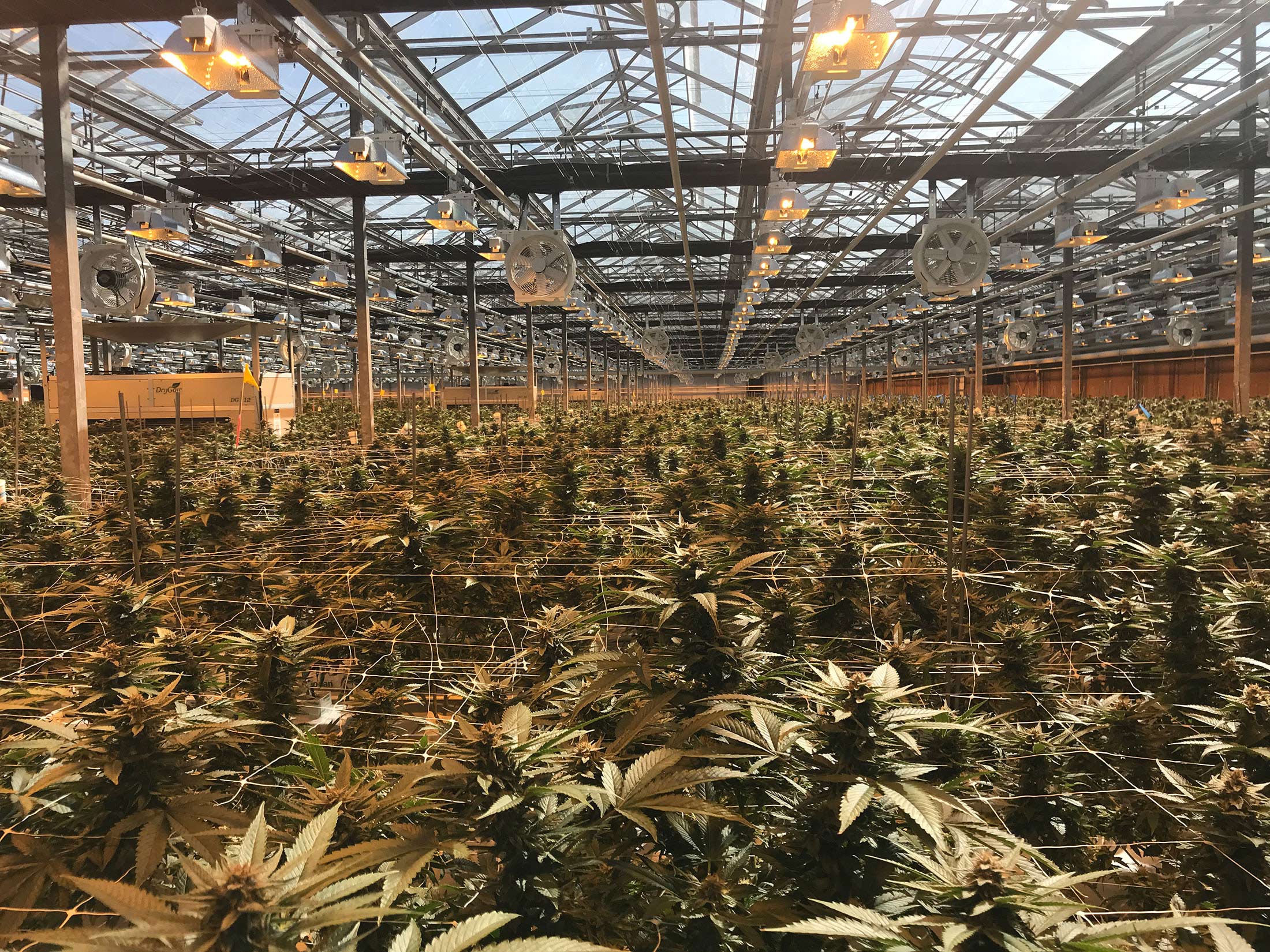 A greenhouse in Canada with a similar layout as the Project C facility.