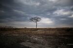 A lone tree inside exclusion zone, close to the devastated Fukushima Daiichi Nuclear plant in February 2016.
