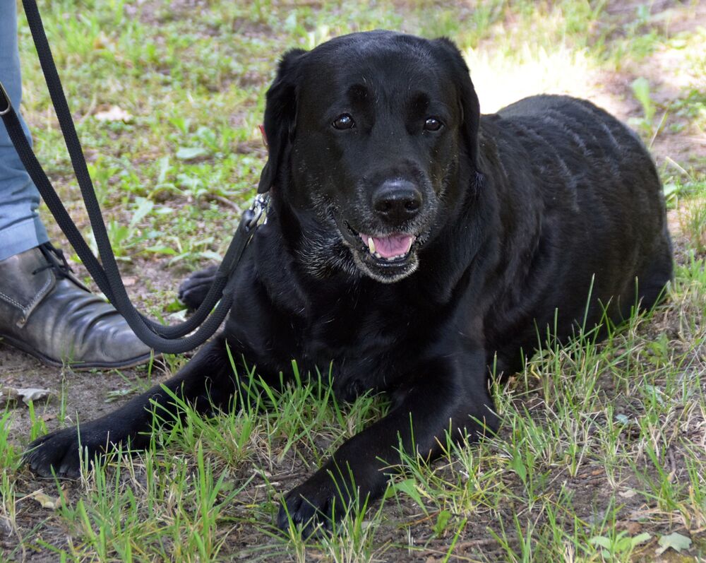 Dogs Can Sniff Out Coronavirus Infections, German Study Shows - Bloomberg