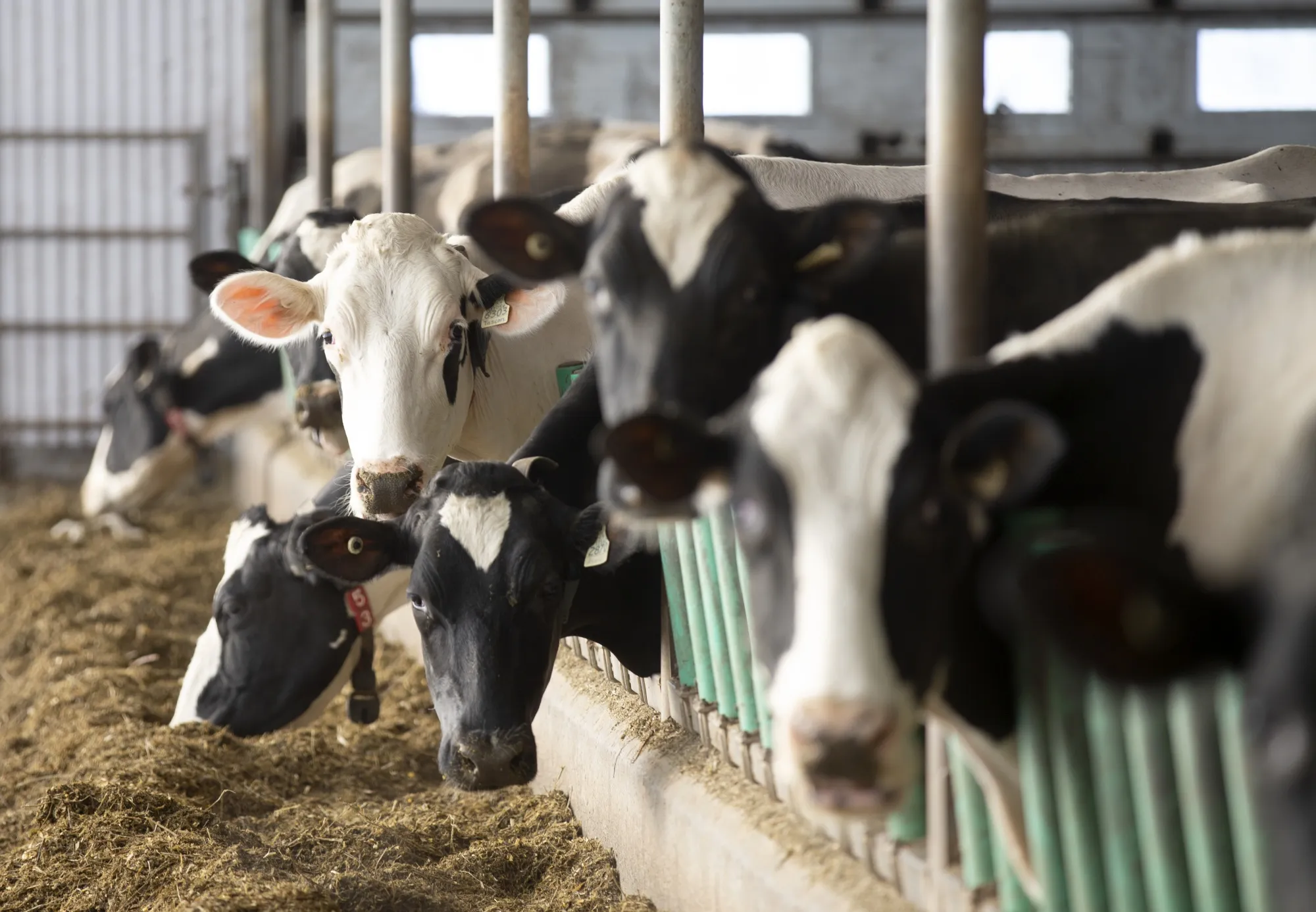 Cows feed at an organic dairy farm in Elgin, Quebec.