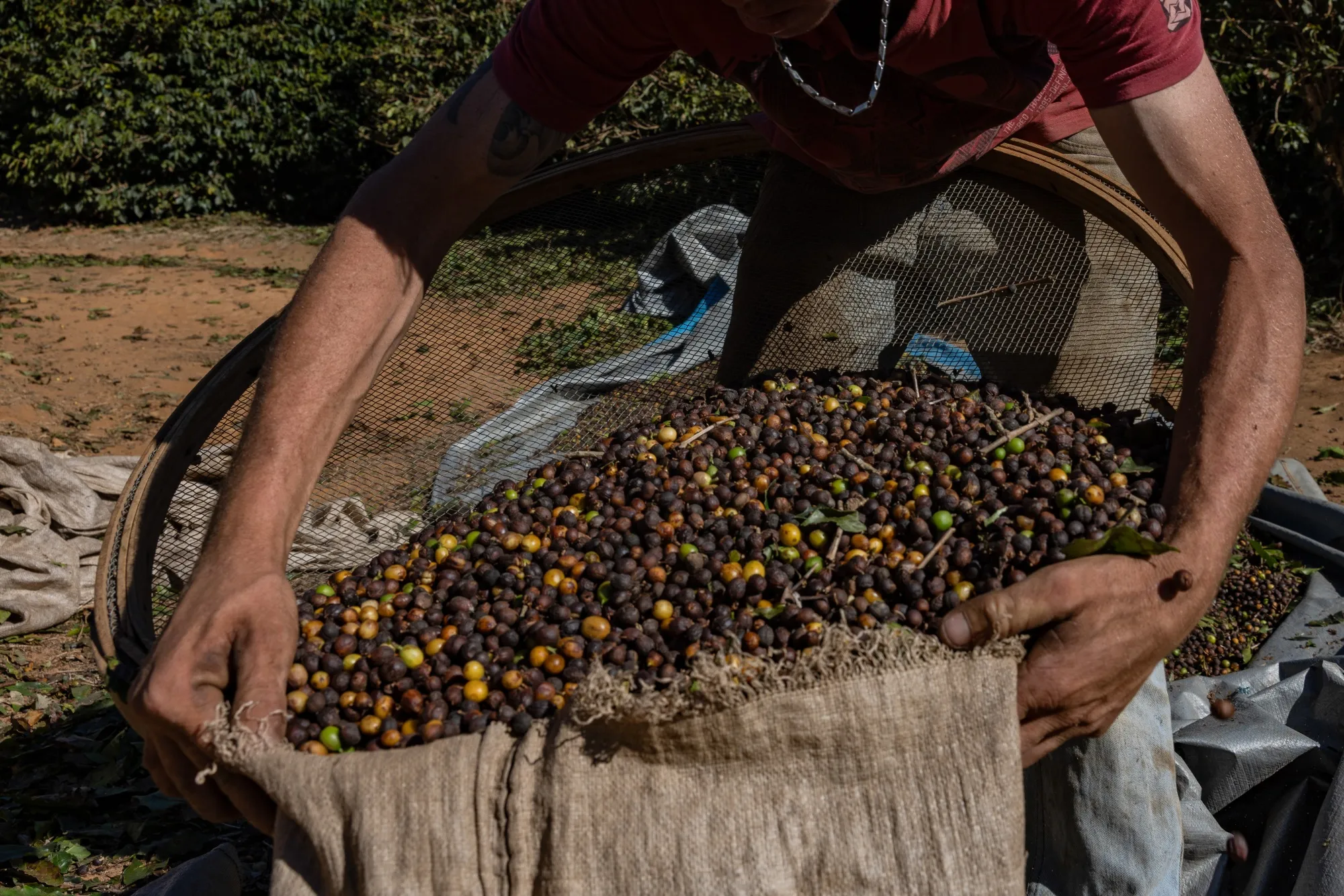 A worker packs coffee cherries during a harvest in Jacutinga, Minas Gerais state, Brazil.
