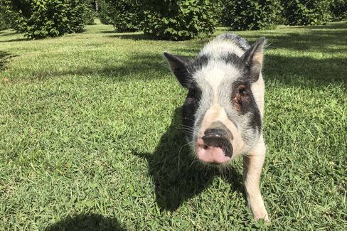 Be careful of truffle pigs: They bite.
