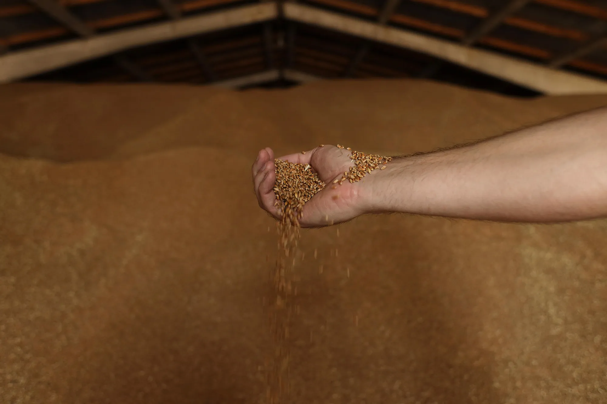 A man holds a wheat in a grain storage facility&nbsp;near Izmail, in the Odessa region on June 14, amid the Russian invasion of Ukraine.&nbsp;
