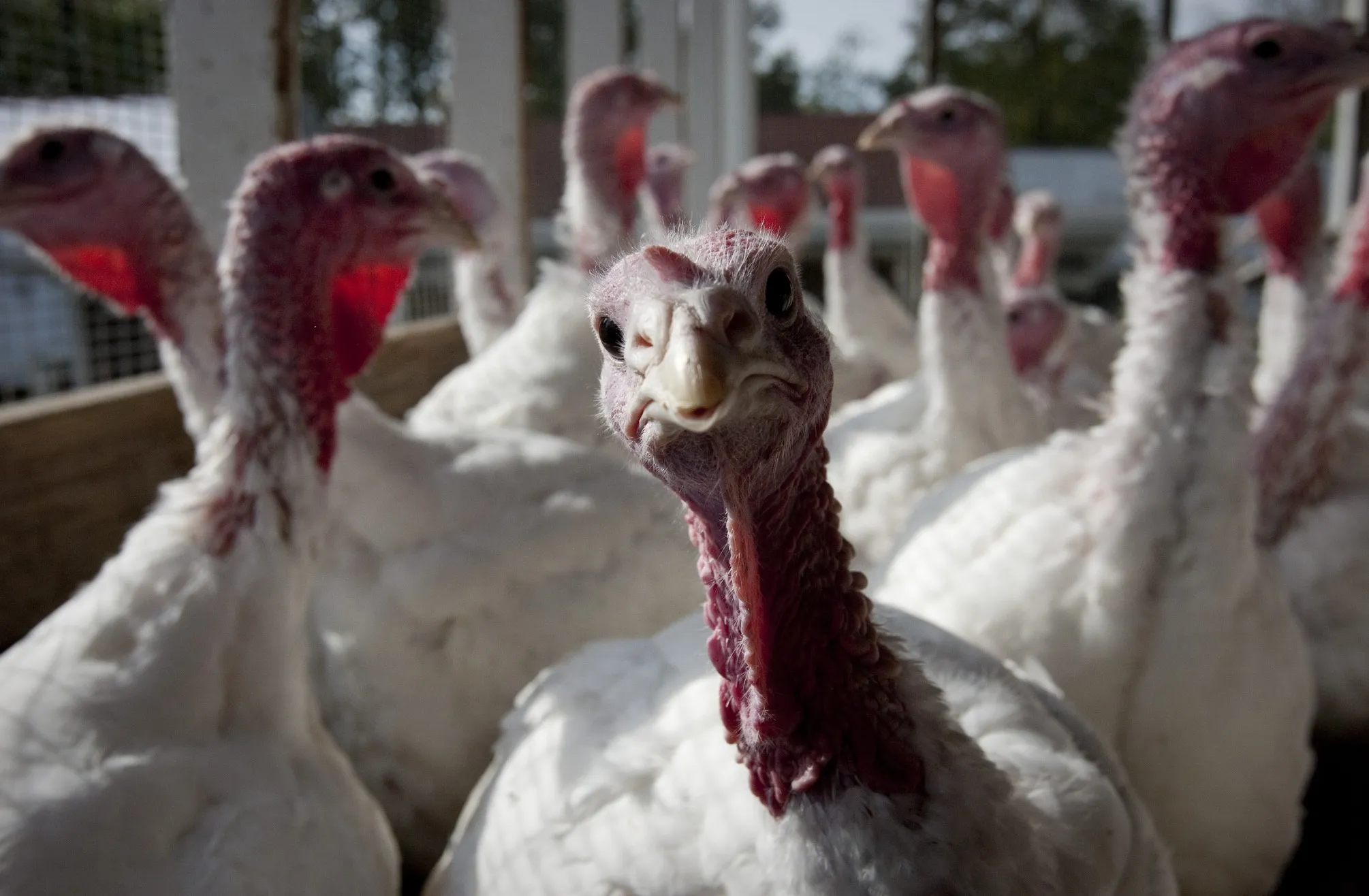 Turkeys being raised on a New Jersey farm.