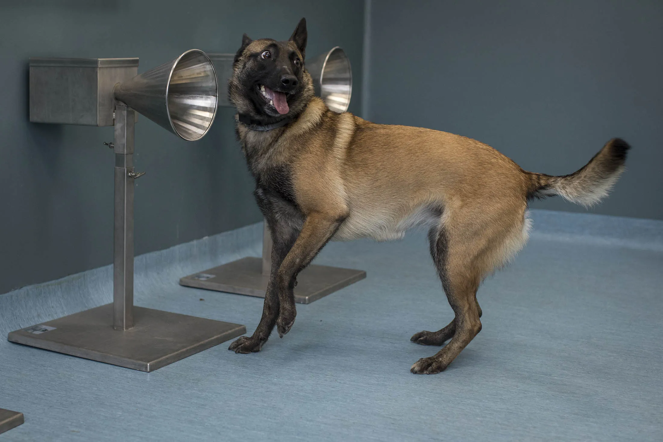 Covid Test: Dogs Can Sniff Covid-19 From Sweat Almost as Well as PCR Tests  - Bloomberg