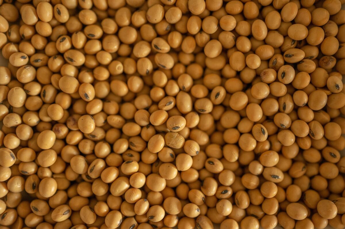 Distressed Trader’s Soy Can Feed Pigs in Argentina, Suitor Says