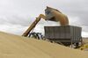 A front end loader tips barley into a grain feeder at a depot near Lara, Victoria, Australia.