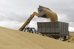 A front end loader tips barley into a grain feeder at a depot near Lara, Victoria, Australia.