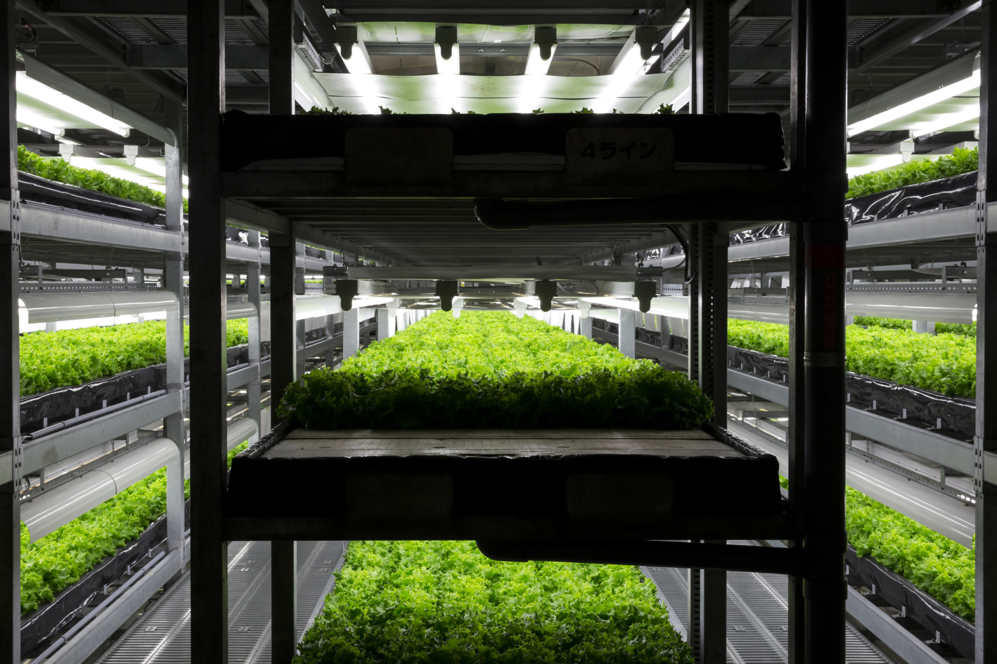 While indoor farms that stack crops in vertical hydroponic rows are nothing new, Bayer is betting its expertise in seeds will give it a valuable edge.