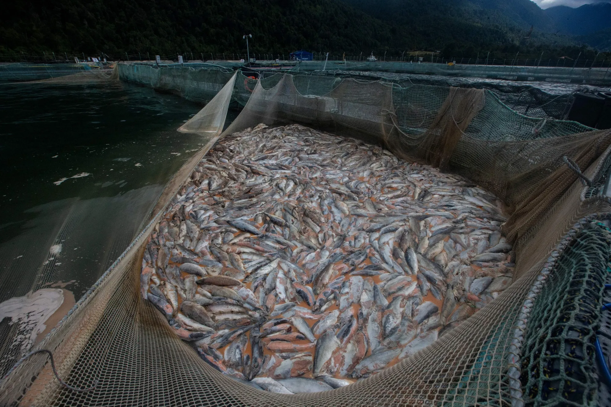 Salmons at farms in Los Lagos region, Chile.