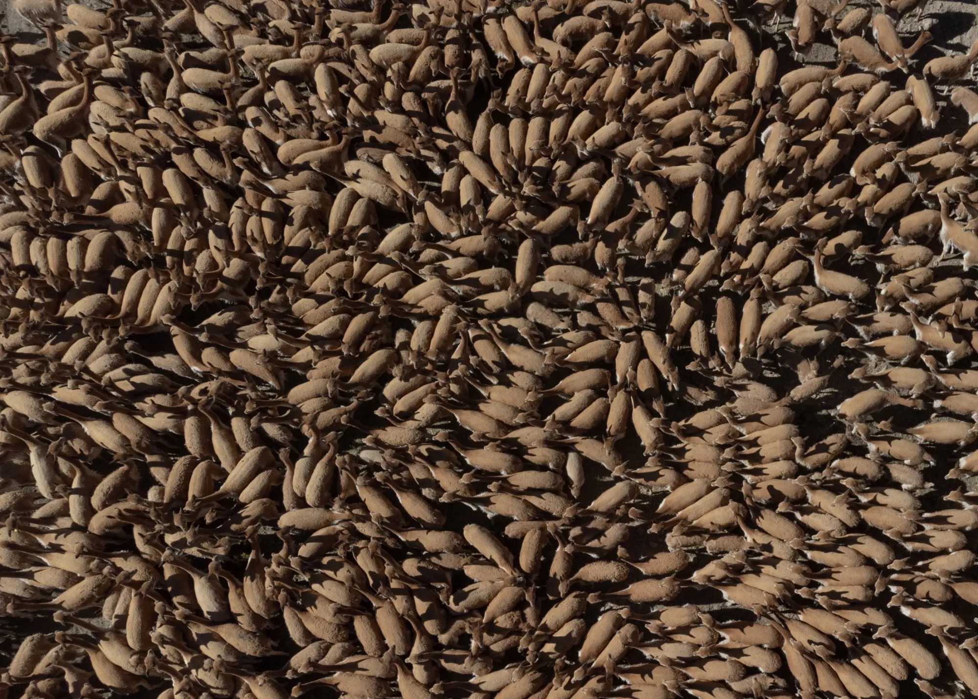 A group of vicuñas gather in a corral in the Pampa Galeras National Reserve during the traditional “Chaccu” ceremony where farmers shear their wool, in the Andean highlands of Ayacucho, Peru, June 24, 2023.
