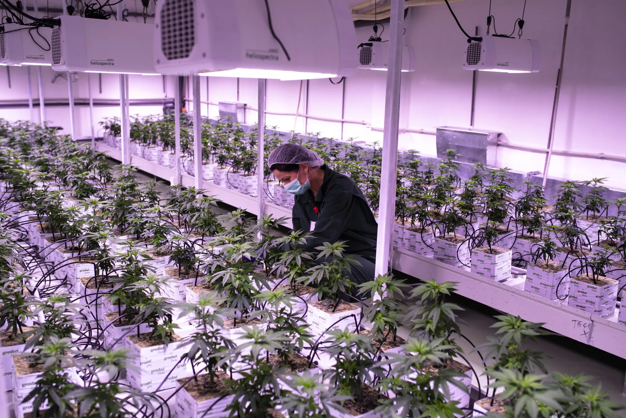 A worker&nbsp;tends to cannabis plants at the NYSK Holdings indoor growing facility.