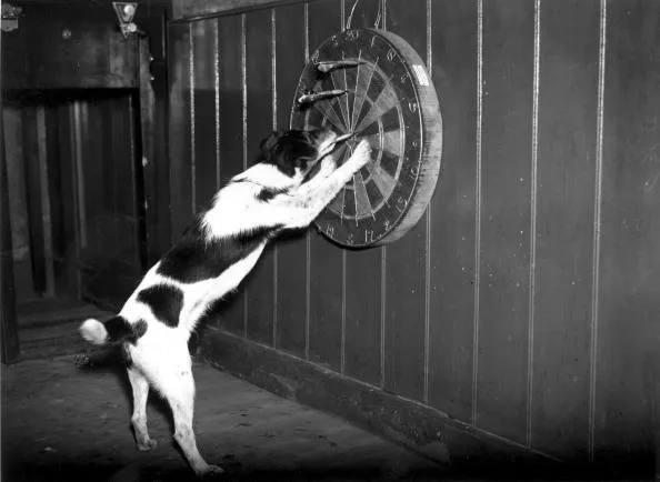Alpha producer or alpha dog?