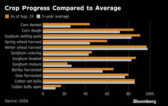 The Current State of U.S. Crops, in Charts