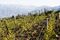 Bodega Colome's Altura Maxima Vineyard at an elevation of 10,207 feet in the upper Calchaqui valley in Salta, Argentina is the highest vineyard in the world.