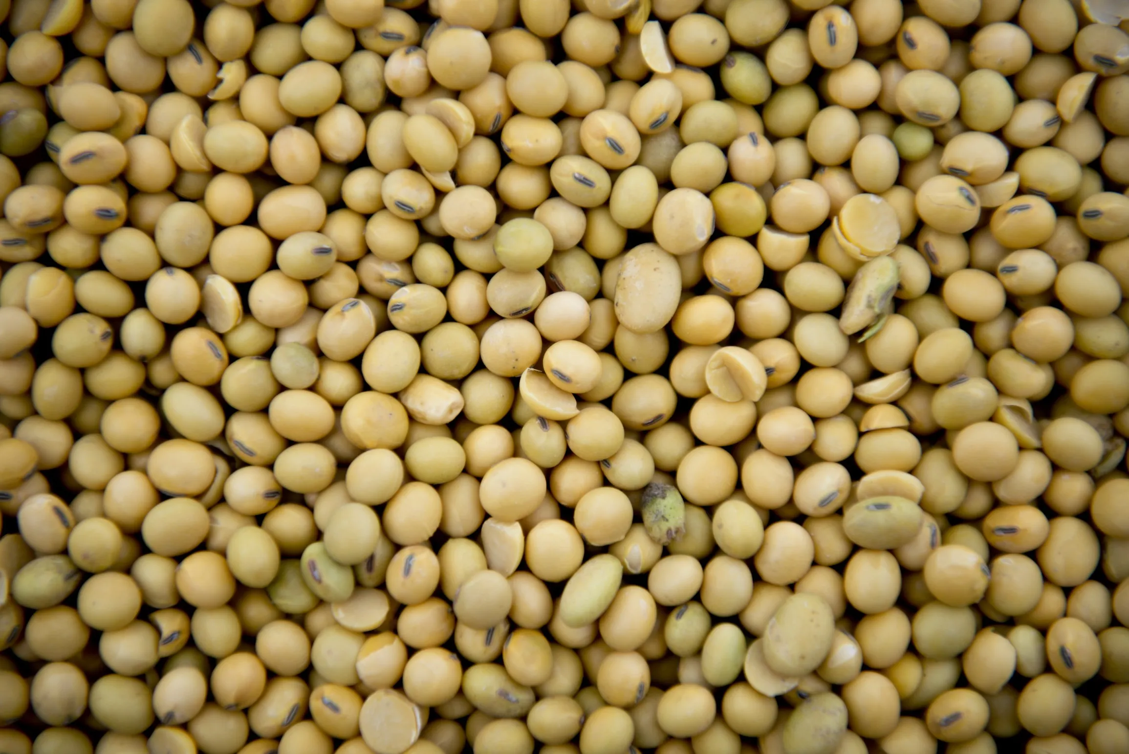 China is turning away from U.S. soybean imports and buying from South America instead.
