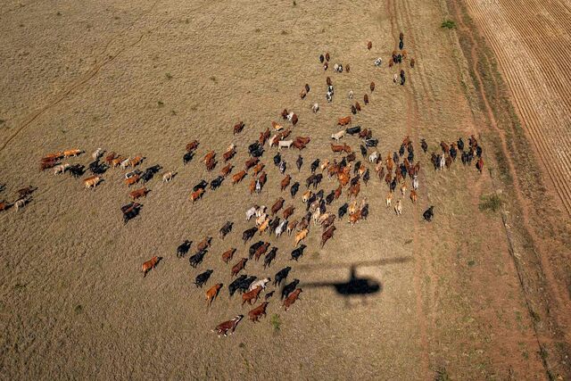 Cattle roam on the Penfold farm under the shadow of the family's helicopter. 