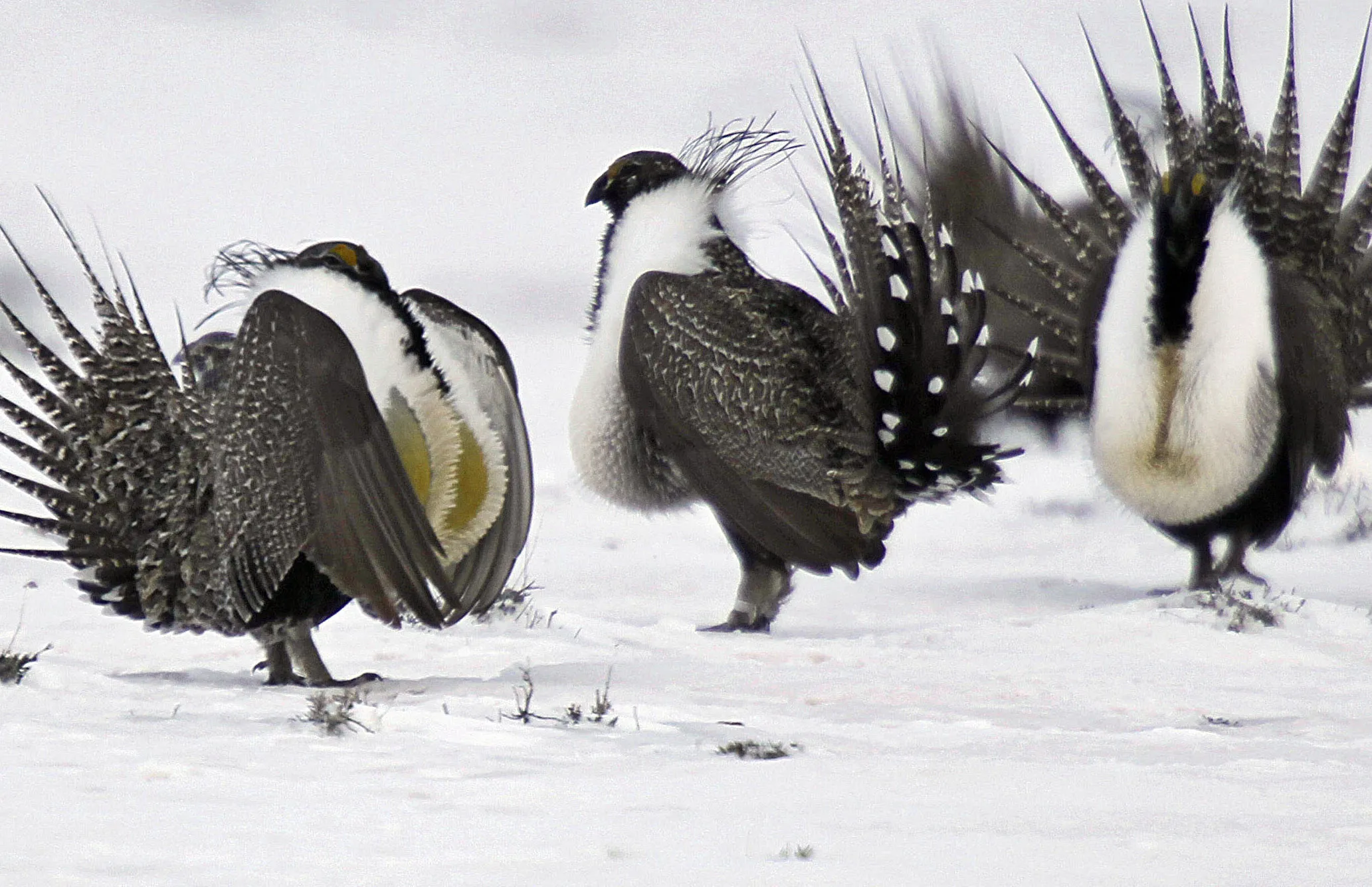 Greater Sage Grouse