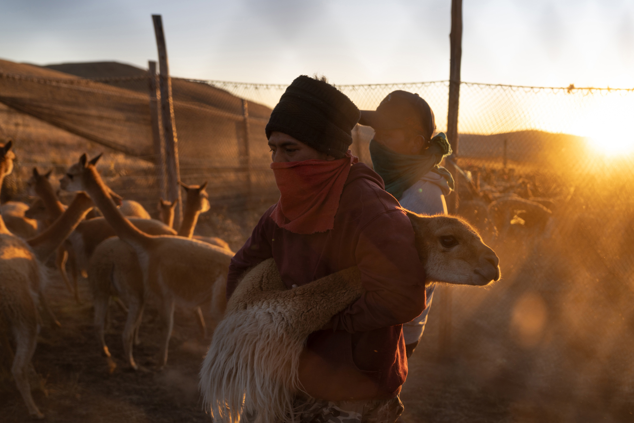 LVMH's Loro Piana Relies on Free Labor in Peru for $9,000 Vicuña 