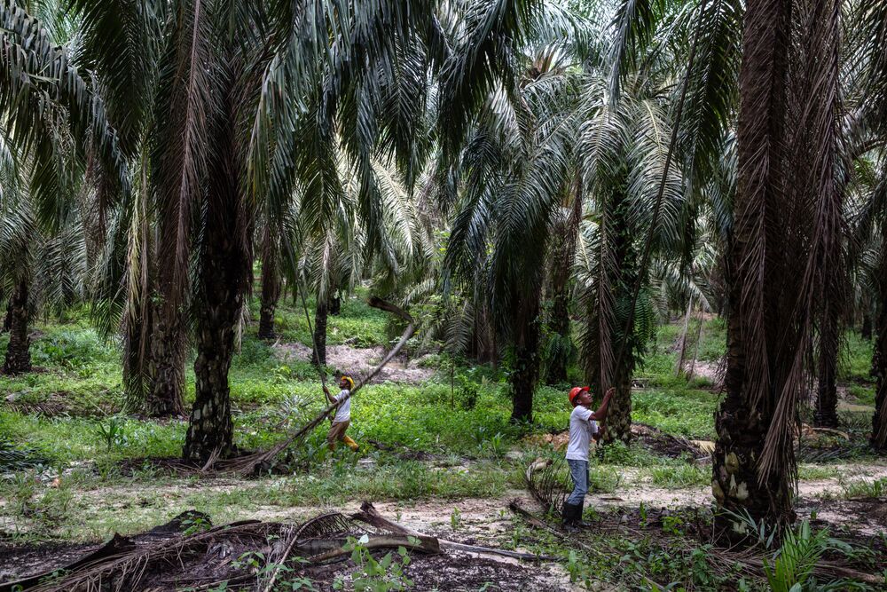 Bukit Senorang Palm Oil Mill Local Business Facebook