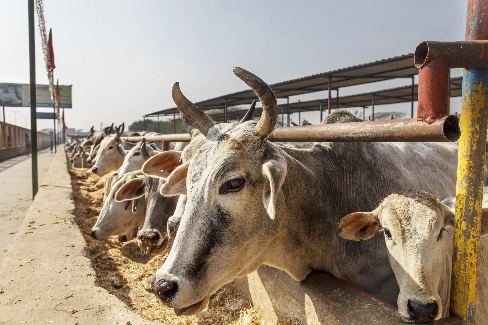 The Real Life of a Dairy Cow - Farm Sanctuary, image size:1999x1333