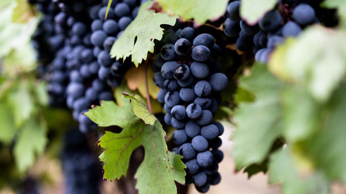 ⚫️ BLOOMBERG: Dazi del 15% sui vini e distillati europei negli Stati Uniti: l'industria vinicola francese teme perdite di 1 miliardo di euro.