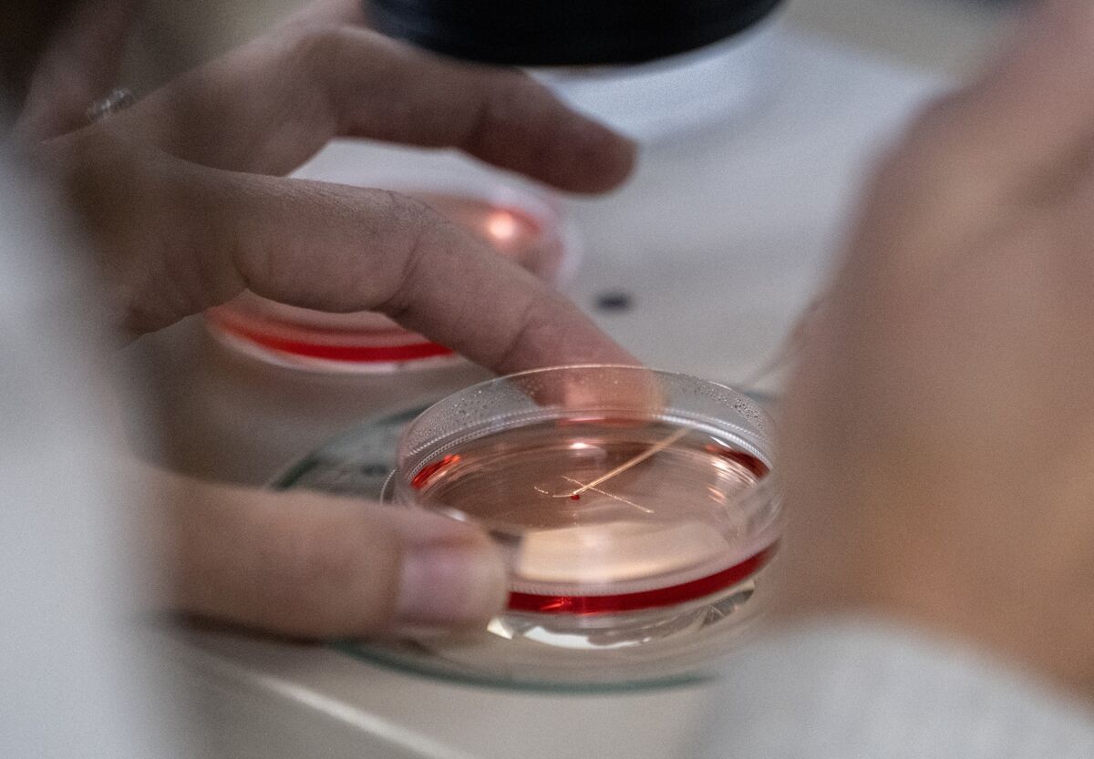 Cover Image for Harvard Freeze, Funding Cuts Add to Headaches for Biotech CFOs
