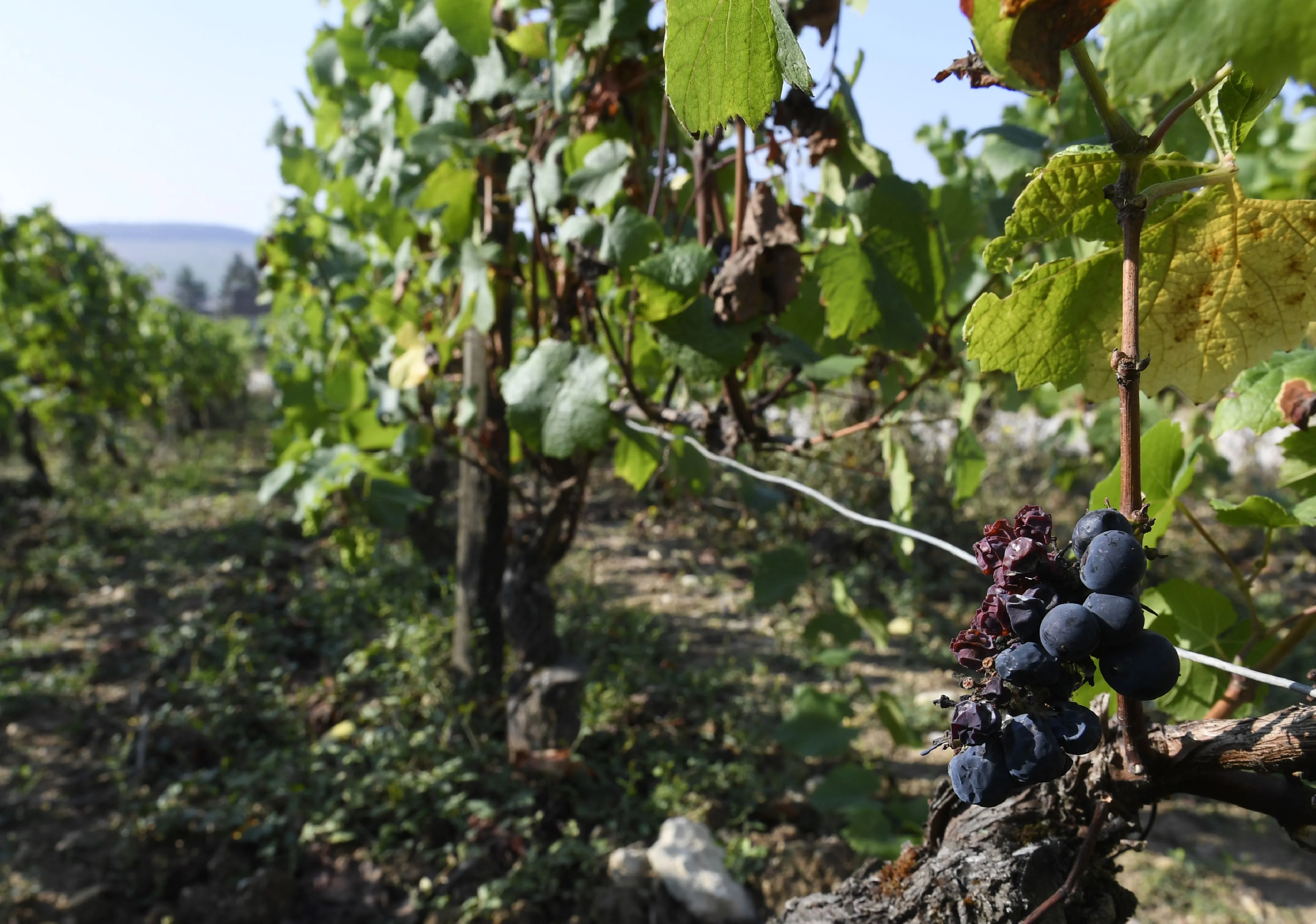 Frost, hail&nbsp;and mildew left shortages of&nbsp;Burgundy in 2016. An end-of-summer heatwave baked Chablis.