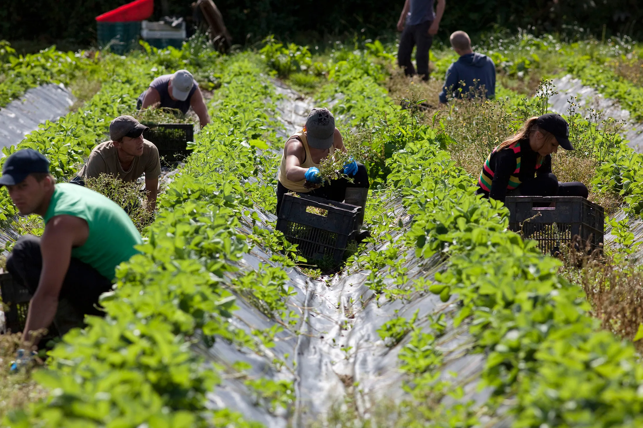 Workers pick strawberries in a field at a farm in Devon, U.K.
