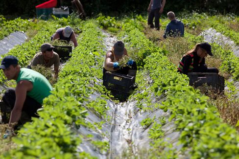 1470140389_farm-workers-strawberries