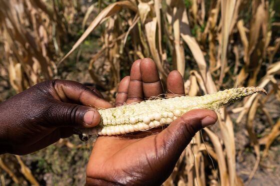 Zimbabwe Food Crisis Worsens With Few Signs of Corn Imports