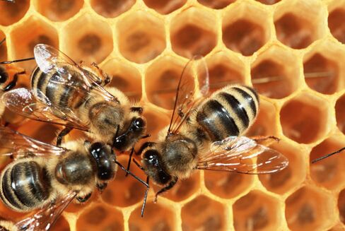 Honey is essentially bee vomit, but many people are happy to eat it.