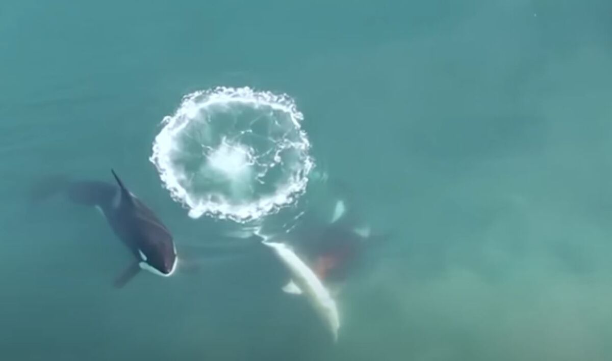 Rare Drone Footage of Orcas Hunting White Shark Sheds Light on ...