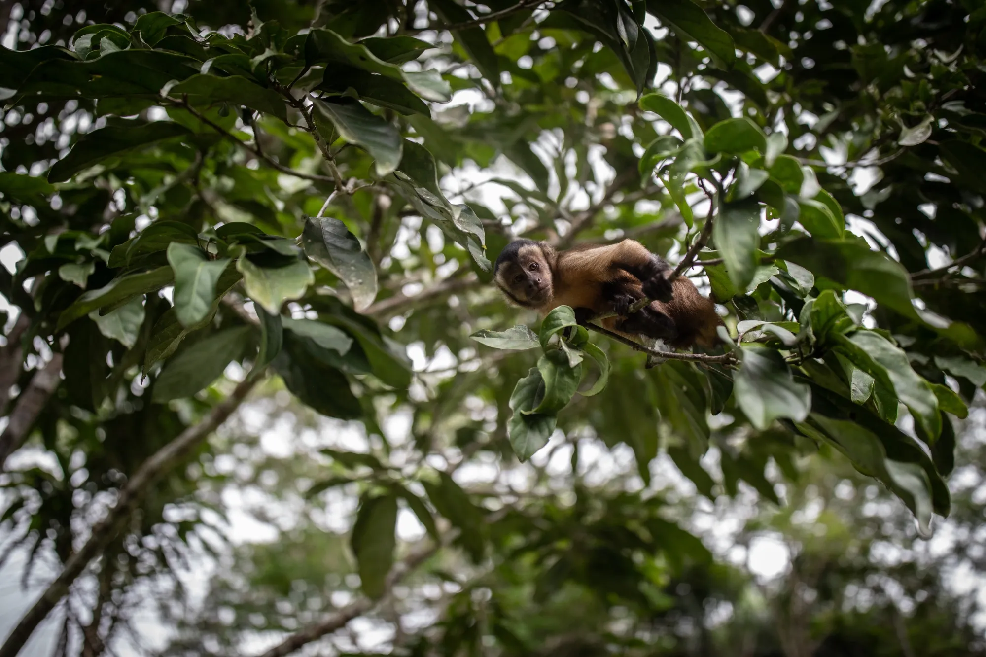 A capuchin monkey at a wildlife refuge in Colombia.&nbsp;